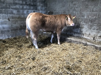 SPRING SHOW AND SALE OF STORE CATTLE