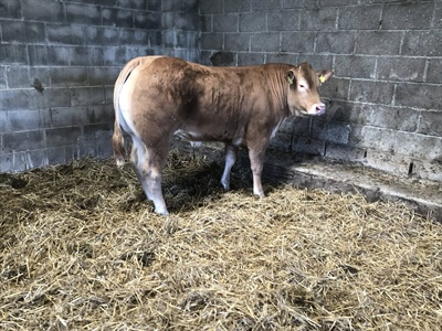 SPRING SHOW AND SALE OF STORE CATTLE