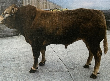 💛🐮 FARM TO FARM SALE 🐮💛