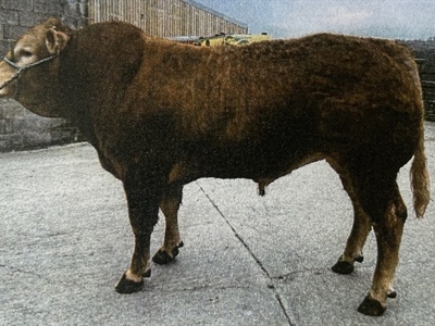 💛🐮 FARM TO FARM SALE 🐮💛