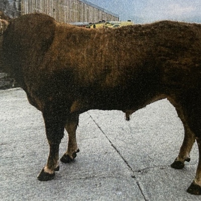 💛🐮 FARM TO FARM SALE 🐮💛