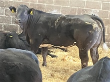 SPRING STORE CATTLE SHOW & SALE ENTRIES