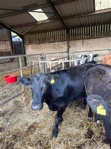 STORE CATTLE SPRING SHOW & SALE ENTRIES